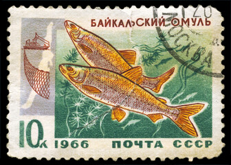 USSR - CIRCA 1966 Two Baikal cisco