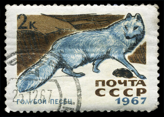 USSR-CIRCA 1967 Arctic blue fox