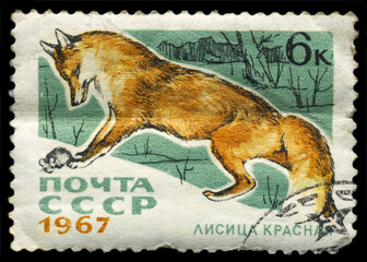 USSR-CIRCA 1967 Red fox