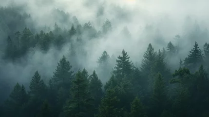 Fototapeten Ethereal mist enveloping a dense pine forest © Textures & Patterns