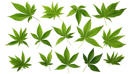 A group of green leaves isolated on white or transparent background