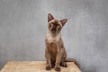 Burmese chocolate-colored cat against the background of a concrete wall - 738275549