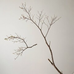 branches of a tree
