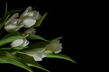 White tulip flowers on a black background for a last farewell for a deceased person