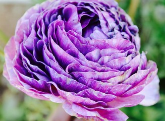 Purple flower