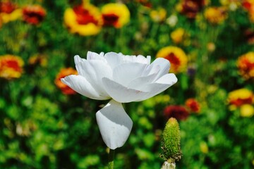 white flower in a field 
