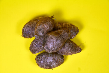 closeup of taro root vegetable, eddo malanga, yellow background