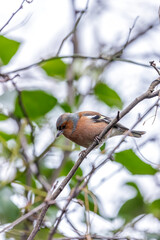 Fringilla Coelebs (Chaffinch) - A Songful Dublin Encounter