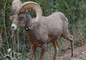 Desert Bighorn Ram Standing In Shaded Habitat
