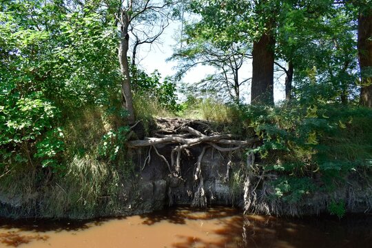 raices