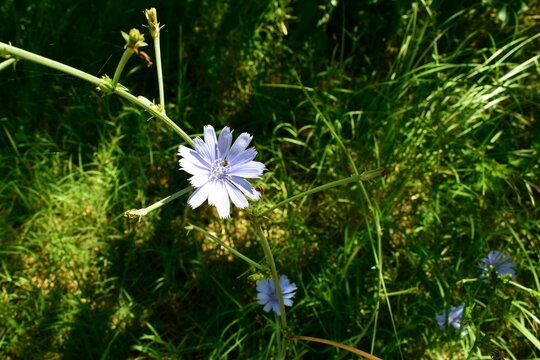 flor