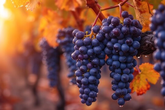 A bunch of grapes, covered in morning dew, hanging from a vine.