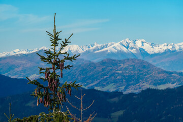 Close up on pine tree and conifer cones with panoramic view of snow capped mountain ridges of Woelzer Tauern seen from Grebenzen, Gurktal Alps, Styria, Austria. Calm serene atmosphere in Austrian Alps