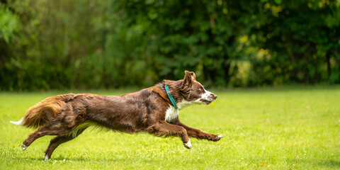 A well motivated, attentive australian shepherd dog is running fast across a meadow in summer, seen...