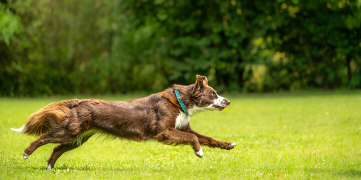 A well motivated, attentive australian shepherd dog is running fast across a meadow in summer, seen from a side view