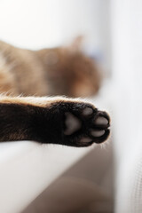 cute home photo cat's paw on the window cat dreams