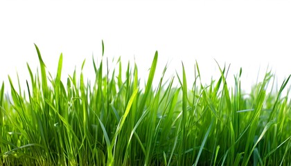 Obraz premium Realistic green grass