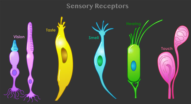Sensory receptor types. Five sense organs nerve cells. Vision, touch, taste, hearing, hearing. Meissners corpuscles include, rods, cones, olfactory, hair, gustatory, Dark back. Vector illustration