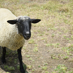 A lone sheep looking towards the camera as she walks through the field with her wool soft and warm.