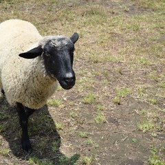 a lone sheep looking towards the camera as she walks through the field with her wool soft and warm.