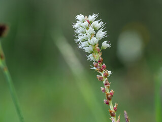 Knöllchen-Knöterich (Bistorta vivipara)