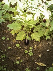 A purple eggplant aubergine growing in a garden, producing organic food at home