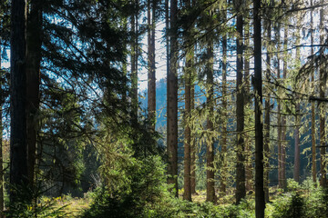 Hiking trail through idyllic forest in Grebenzen, Gurktal Alps, Styria, Austria. Calm serene atmosphere in Austrian Alps in autumn. Wanderlust. Walking in woodlands. Escapism. Seeking for silence