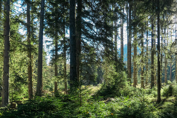 Hiking trail through idyllic forest in Grebenzen, Gurktal Alps, Styria, Austria. Calm serene atmosphere in Austrian Alps in autumn. Wanderlust. Walking in woodlands. Escapism. Seeking for silence