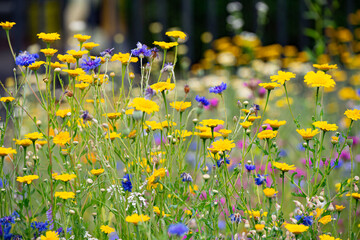 Summer meadow flowers during the day light.