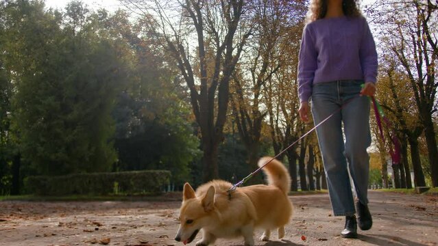 Caucasian woman dog walker walk with cute little puppy on leash walking in autumn park young girl handler animal owner female going with cute pet golden welsh corgi breed canine pup outdoors in city