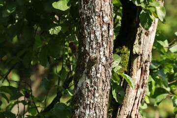 Grimpereau des jardins (Certhia brachydactyla)
Certhia brachydactyla in its natural element
