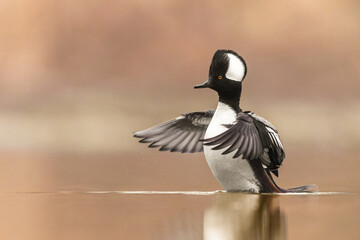 Male Hooded merganser flapping its wings in the water against a nice creamy background  - obrazy, fototapety, plakaty