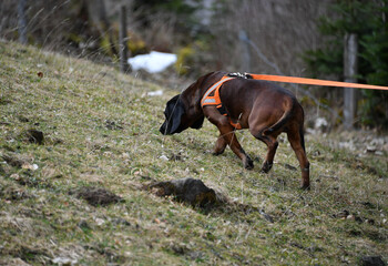 Bayerischer Gebirgsschweisshund