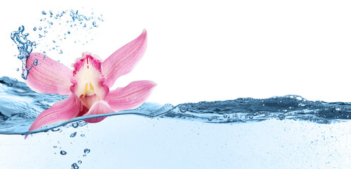 Beautiful pink orchid flower falling into water on white background