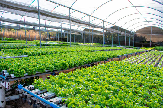 Estufa Hidrop&ocirc;nica para verduras e legumes