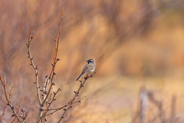 A Black Throated Sparrow in the Mountains