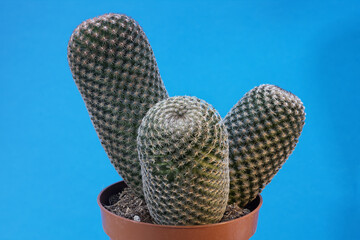 Close up photo of Mammillaria Matudae Bravo – Thumb Cactus, with large depth of field