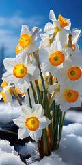 Close-up of Narcissus in the snow in spring. Glade of flowers. First spring flower. Generative AI