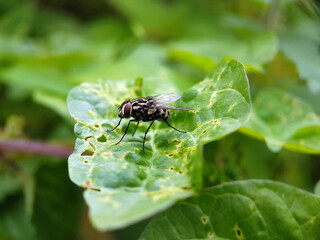 fly on leaf