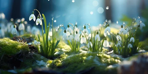 Fototapeten Snowdrops under the snow in the rays of the first sun, flowers in the forest, Generative AI © 22_monkeyzzz