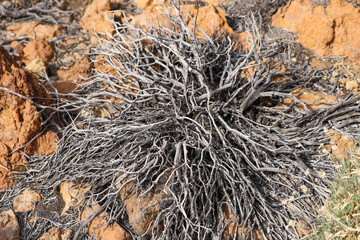 Dry desert plant with orange rocks background. Piedras Amarillas volcanic rock formation in El Teide crater on Tenerife. 