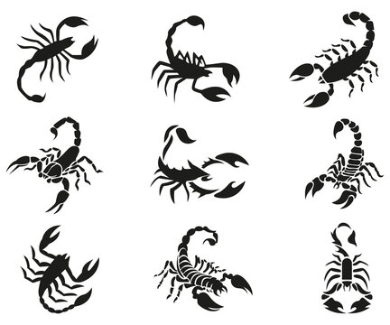 Scorpion set collection, arachnid animal silhouette. poisonous animals vector illustration