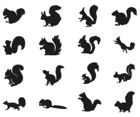 Fotobehang squirrel collection silhouette, mammal  wildlife animal, vector illustration © George