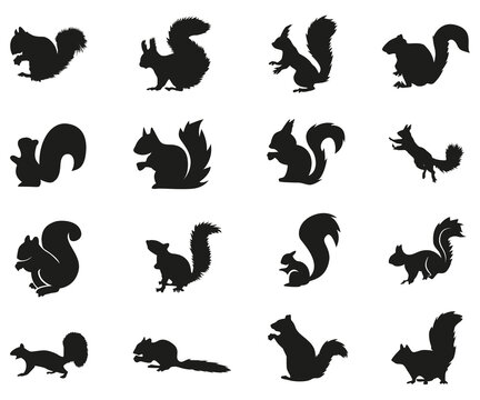 squirrel collection silhouette, mammal  wildlife animal, vector illustration