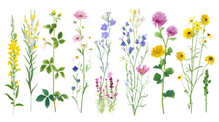 Diverse and varied  Field wild natural flowers isolated and separated on transparent background. Full plants with flower, leaves and stem.  - obrazy, fototapety, plakaty