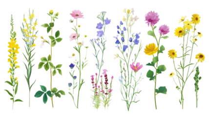 Fotobehang Diverse and varied  Field wild natural flowers isolated and separated on transparent background. Full plants with flower, leaves and stem.  © Andrei