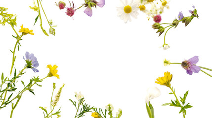 Collection of different Field wild flowers arranged in a circle with empty blank space in the middle, round frame made of natural wild flowers on transparent background, PNG.