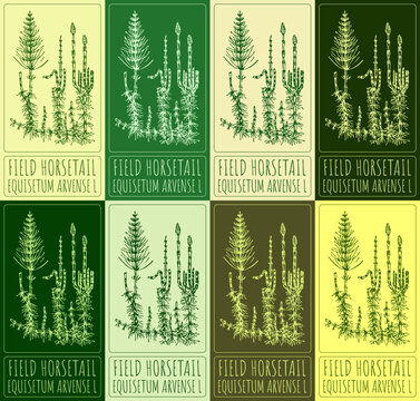 Set of vector drawings of FIELD HORSETAIL in different colors. Hand drawn illustration. Latin name EQUISETUM ARVENSE L.