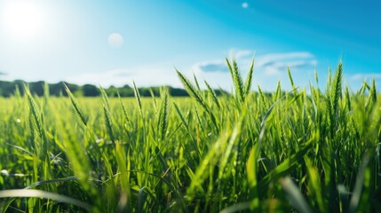 Fototapeta premium Scenic Close-up of Green Field Meadow with Growing Wheat Sprouts, Bathed in Sunlight Against a Blue Sky on a Sunny