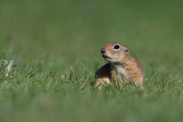 Naklejka na ściany i meble A squirrel in the green grass. Anatolian Souslik-Ground Squirrel,Spermophilus xanthoprymnus